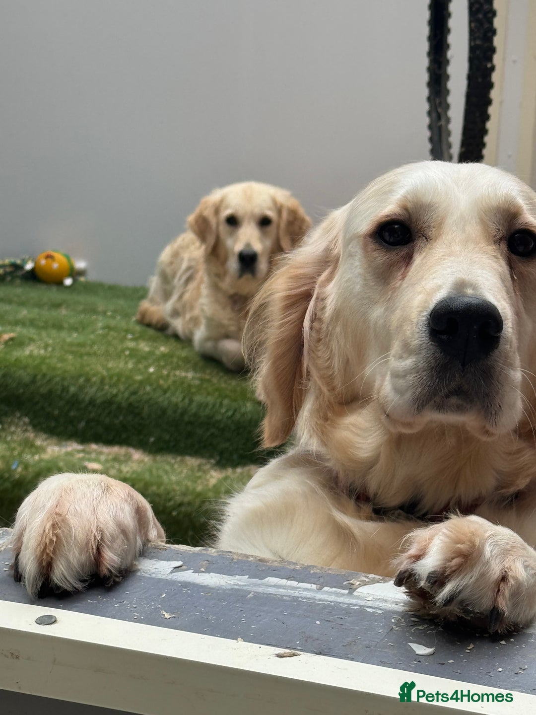 Golden Retriever dogs for sale: 7 beautiful Golden Retriever puppies  - Image 16