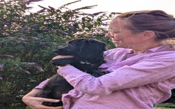 Sprocker dogs for sale: Black male Sprocker Spaniel -- 12 weeks  - Image 1