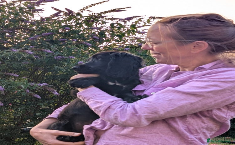 Sprocker dogs - Advert 1