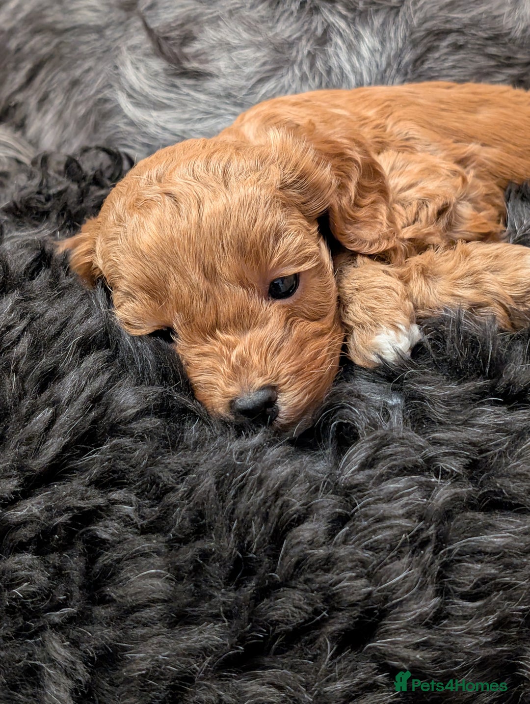 Lhasapoo dogs for sale: Female Lhasapoo for sale - Advert 13