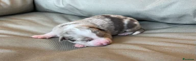 Puppy 2