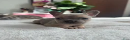 French Bulldog dogs for sale: 3 chunky French bulldog puppies 😍 🐶  - Advert 5