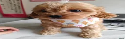 Cavapoo dogs for sale: Last girl ready to rehome in Preston - Advert 3