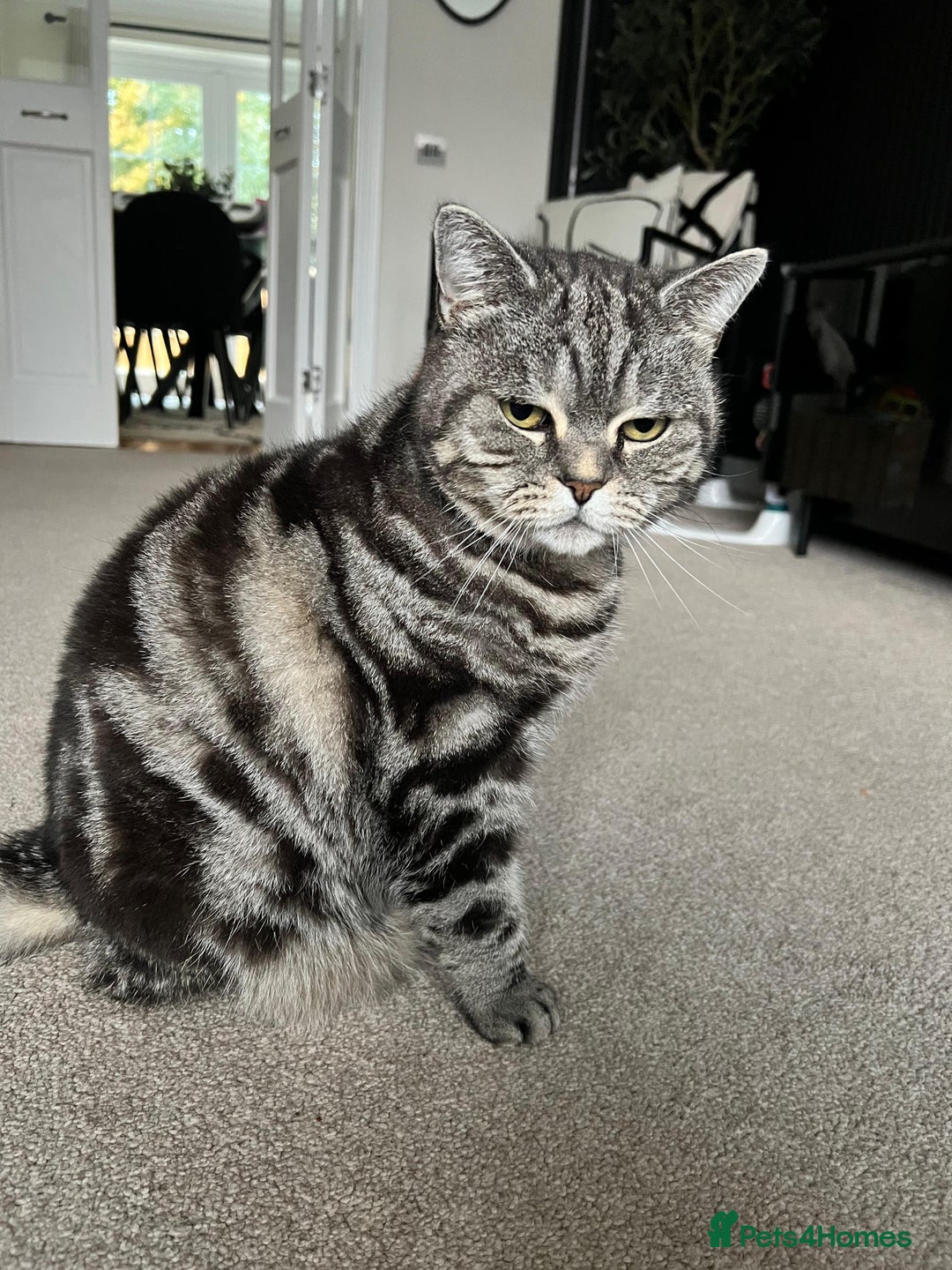 British Shorthair cats for sale: Gorgeous friendly british short hair girl - Image 2