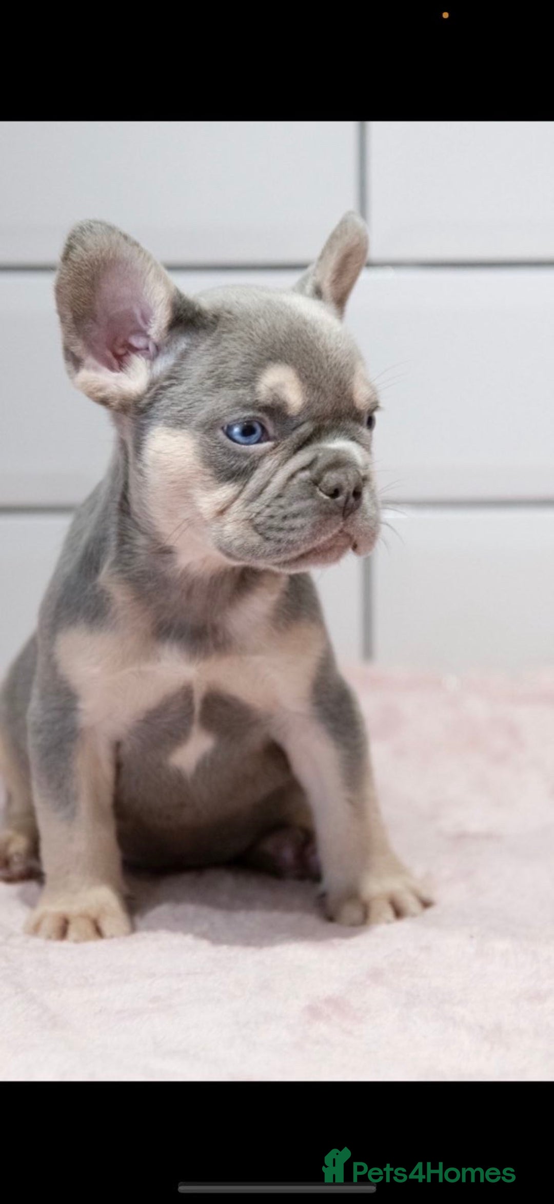 French Bulldog dogs for sale: 💕 READY NOW KC REGISTERED 💕 - Image 5