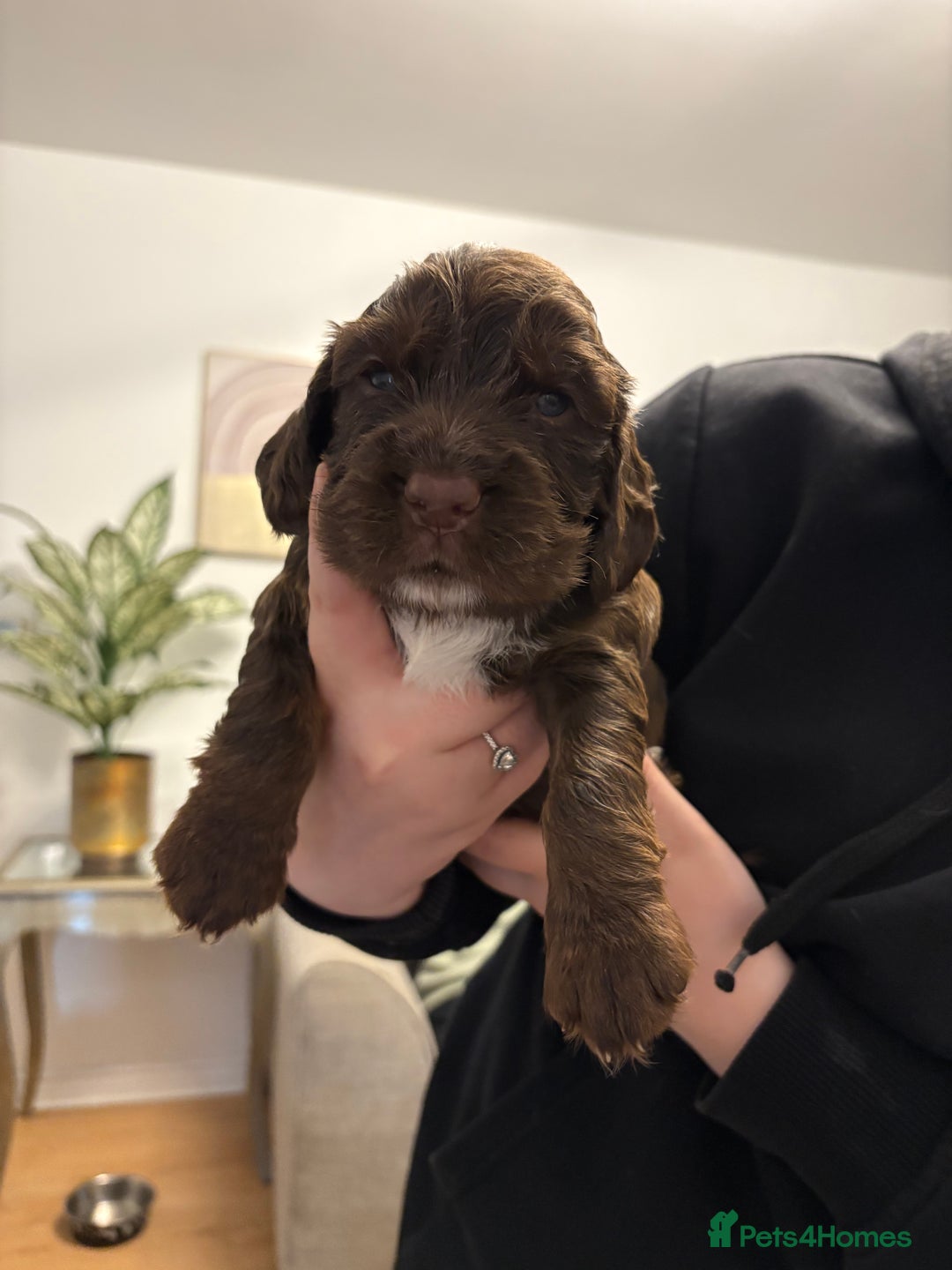 Mixed Breed dogs for sale: Sprockers cross  - Image 8