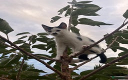 Domestic Shorthair cats for sale: 4 kittens for sale - Image 2
