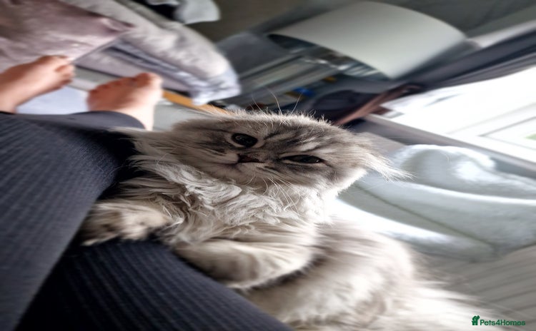 Scottish Fold cats - Advert 1
