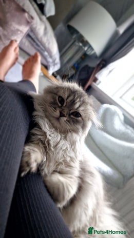 Scottish Fold cats - Advert 2