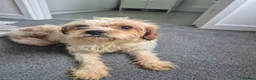 Cavachon dogs for sale: Cavachon pups  in Llanelli - Advert 13