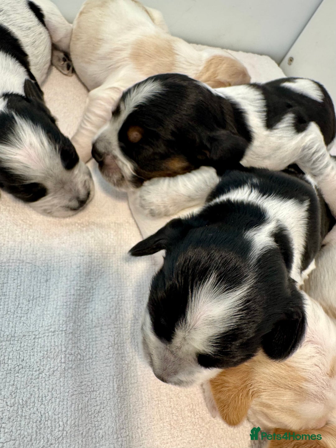 Cocker Spaniel dogs for sale: Pedigree Show cocker spaniels  - Image 4