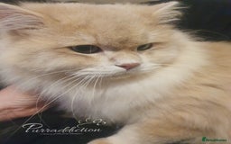 British Longhair cats for sale: Sweet Blue golden copper tipped Longhair boy  - Image 3