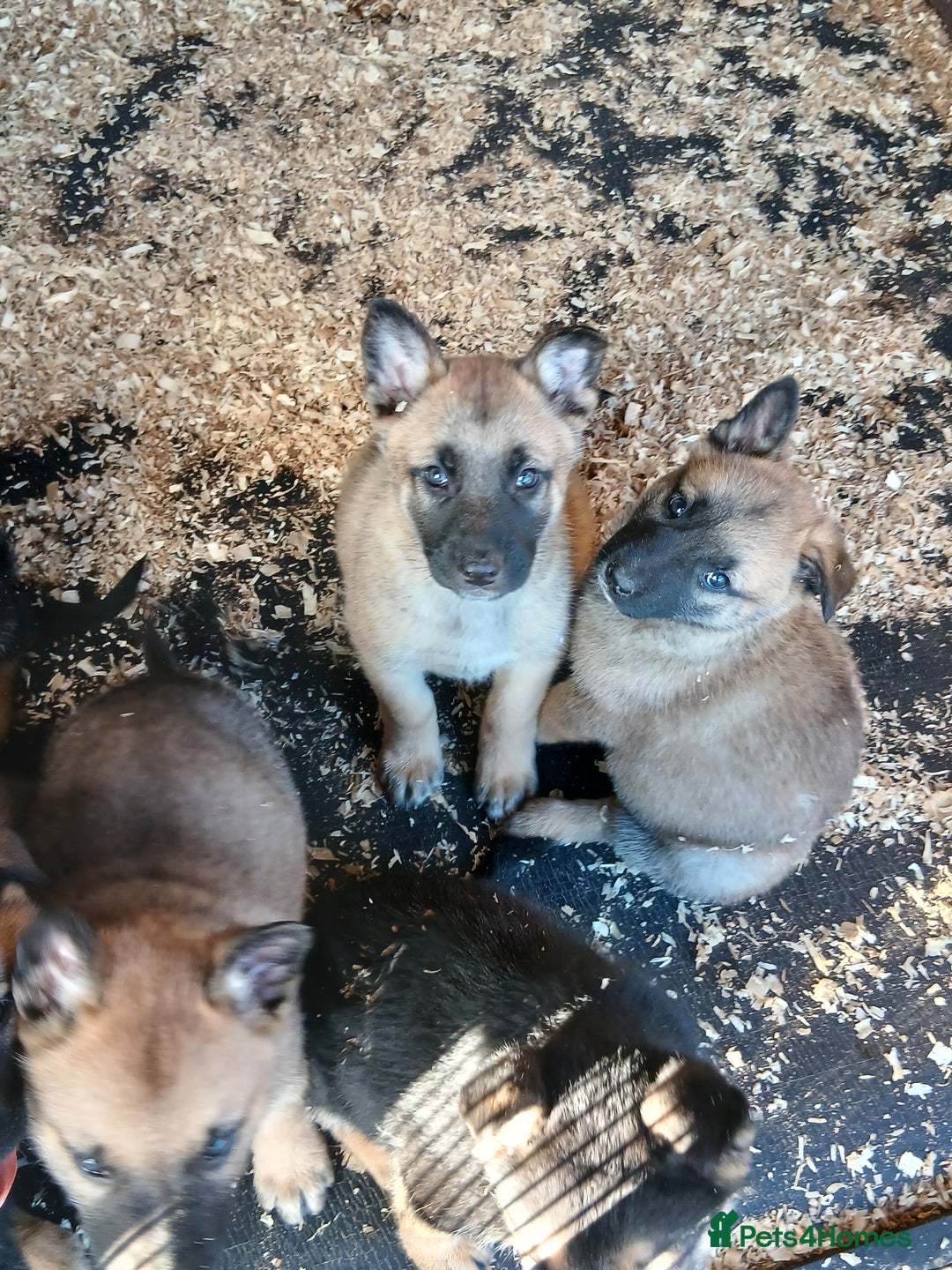 Mixed Breed dogs for sale: Belgium Mali x  - Advert 6