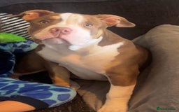 Mixed Breed dogs for sale: Bonnie (Staffy + pocket bully)  - Advert 4