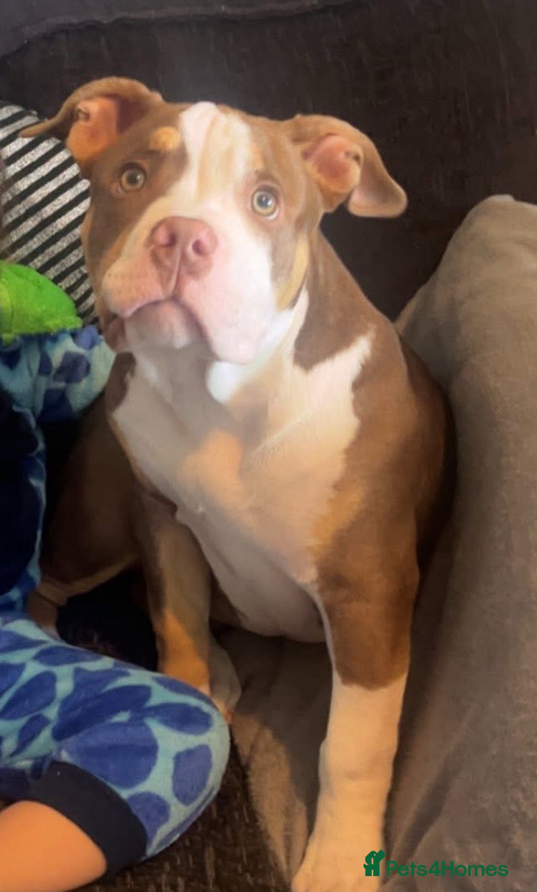 Mixed Breed dogs for sale: Bonnie (Staffy + pocket bully)  - Advert 4