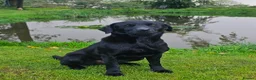 Labrador Retriever dogs for sale: Stunning working Labrador pups - Advert 4
