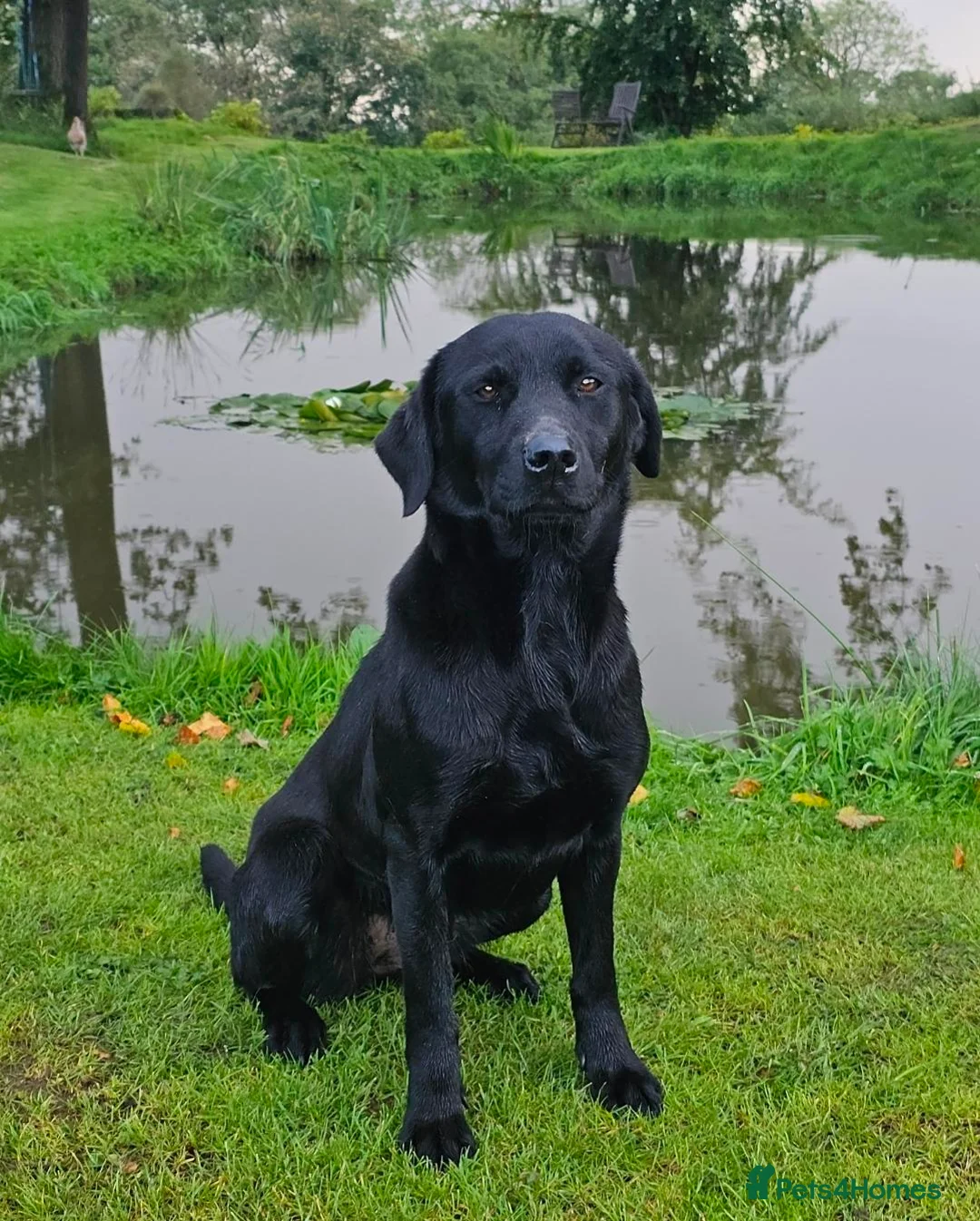 Labrador Retriever dogs for sale: Stunning working Labrador pups - Advert 4