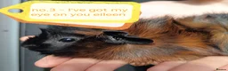 Guinea Pig rodents for sale: 💎 gorgeous Abyssinian girl guineas💎🥰😍 - Advert 3