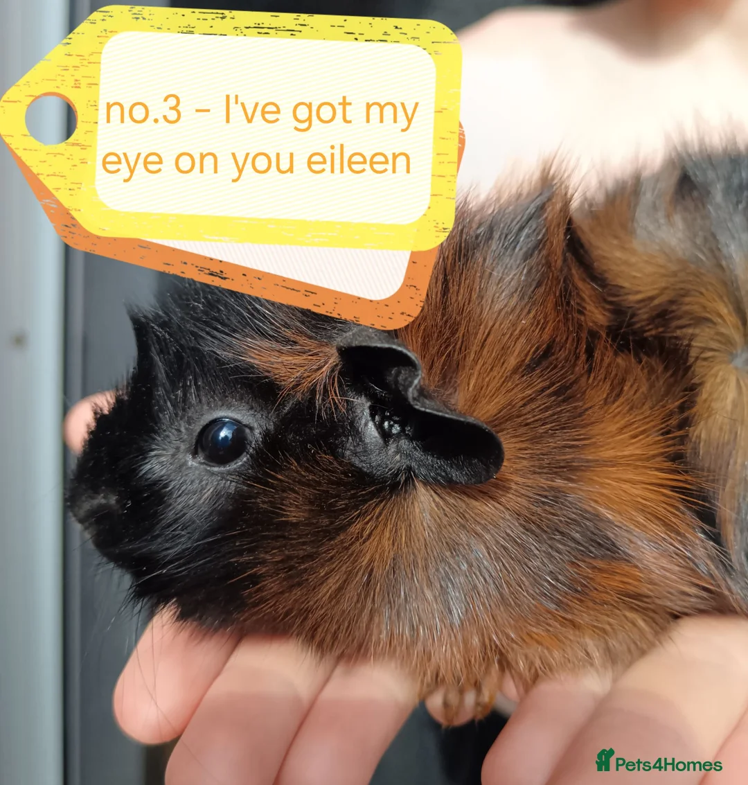 Guinea Pig rodents for sale: 💎 gorgeous Abyssinian girl guineas💎🥰😍 - Advert 3