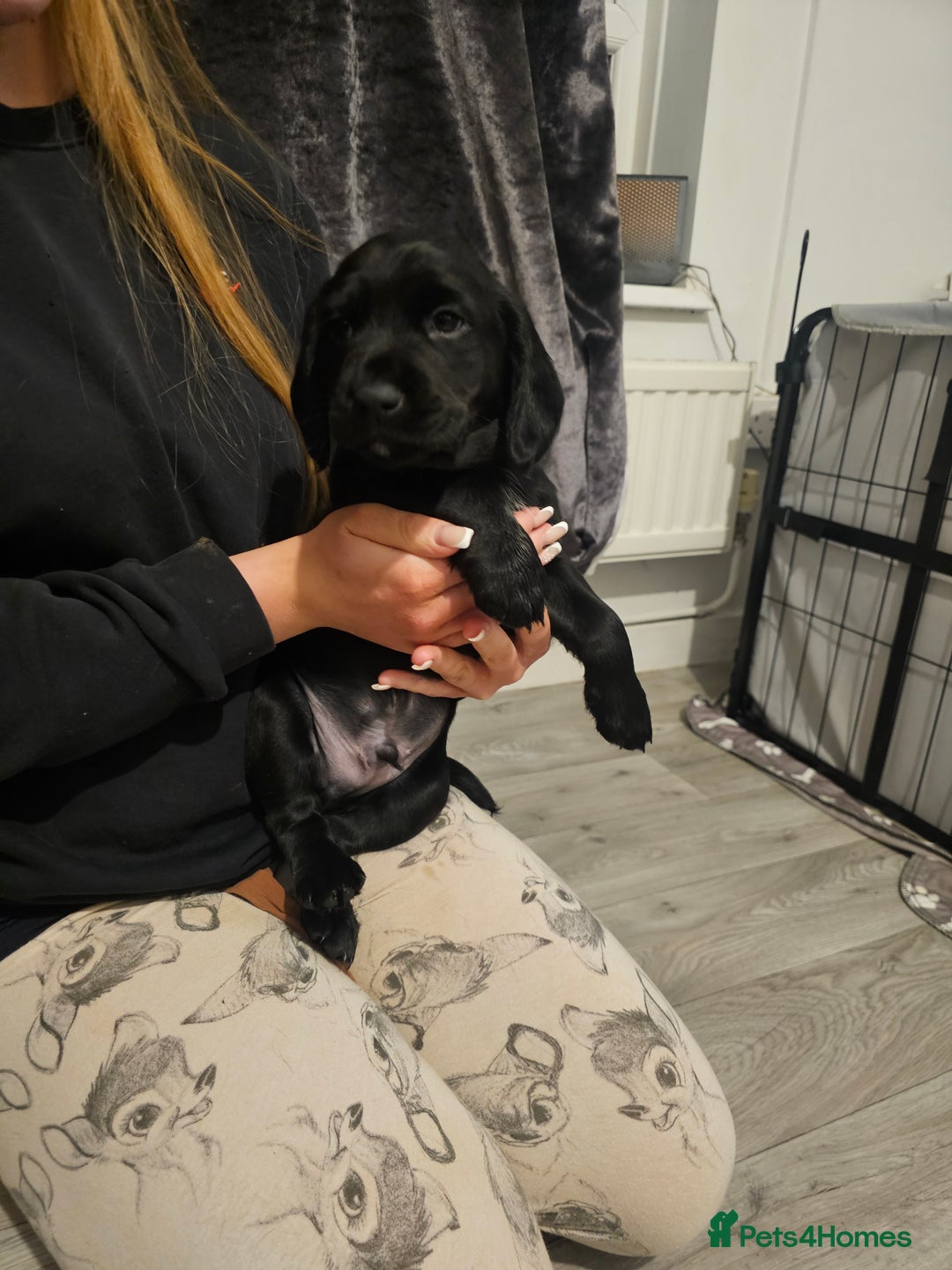 Mixed Breed dogs for sale: Chunky staff x lab pups 3 left - Advert 3