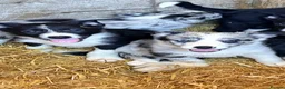 Border Collie dogs for sale: 7 beautiful border collie pups  in Newtown - Advert 7