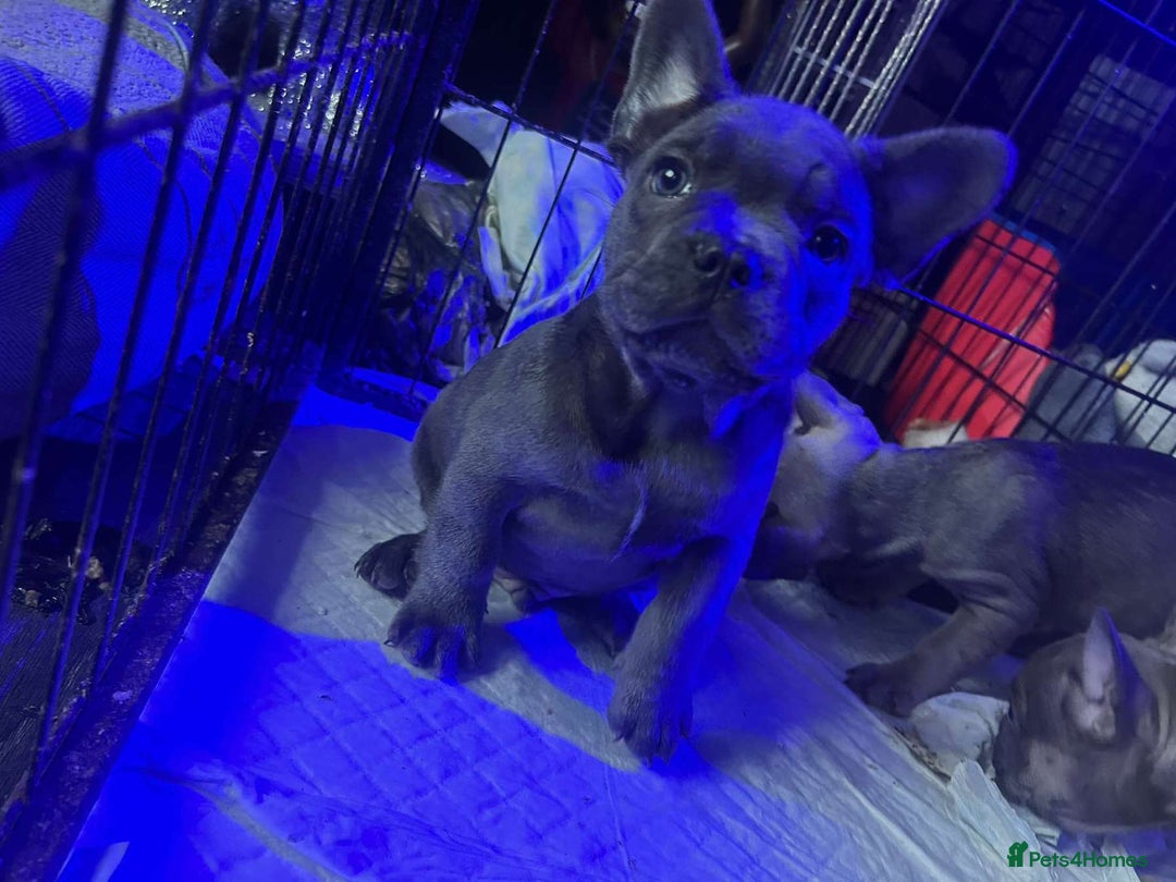 French Bulldog dogs for sale: 6 frenchie/ French bulldog - Image 7