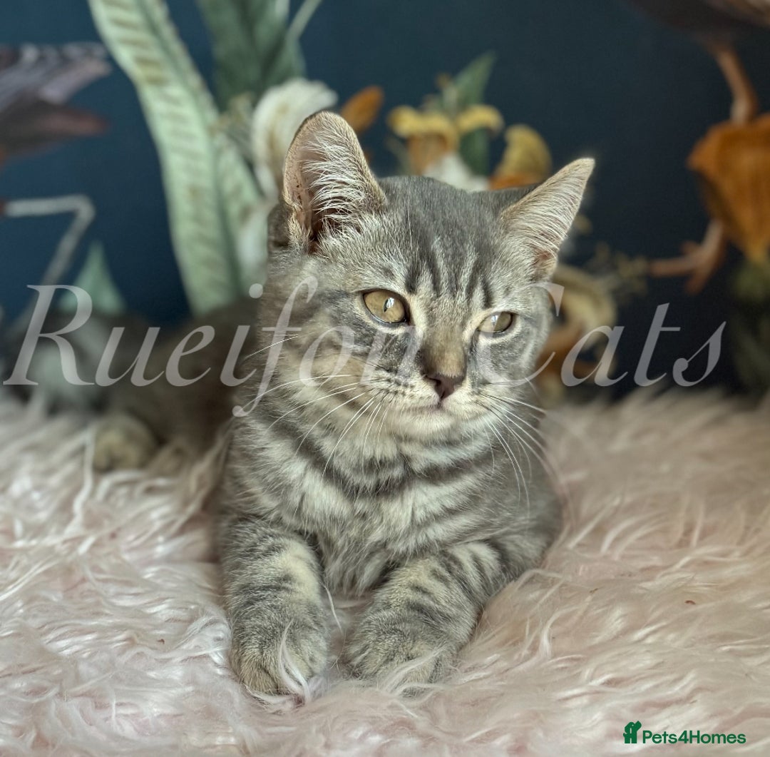 British Shorthair cats for sale: LAST British shorthair kitten GCCF registered - Image 4