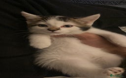 Turkish Angora cats for sale: Beautiful male Turkish angora mixed - Image 3