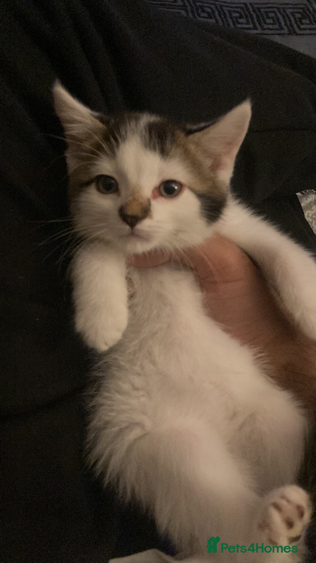 Turkish Angora cats for sale: Beautiful male Turkish angora mixed - Image 3