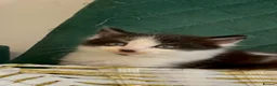 Domestic Shorthair cats for sale: Beautiful Tuxedo Kittens Looking for new Homes🐾❤️ - Advert 16