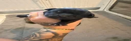 Cane Corso dogs for sale: chunky cane corso puppies  - Advert 7