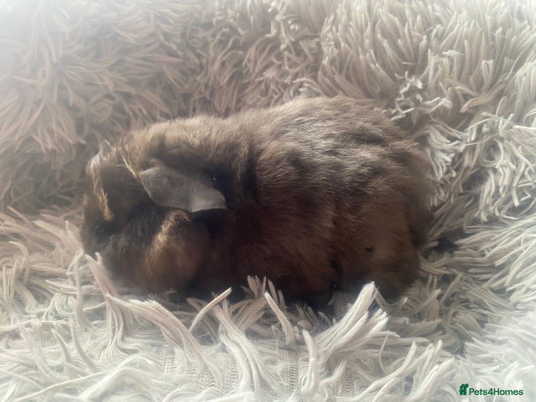 Guinea Pig rodents for sale: Guinea pigs  - Image 5