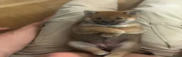 Japanese Shiba Inu dogs for sale: Shiba Inu Puppies for Sale in London - Advert 5