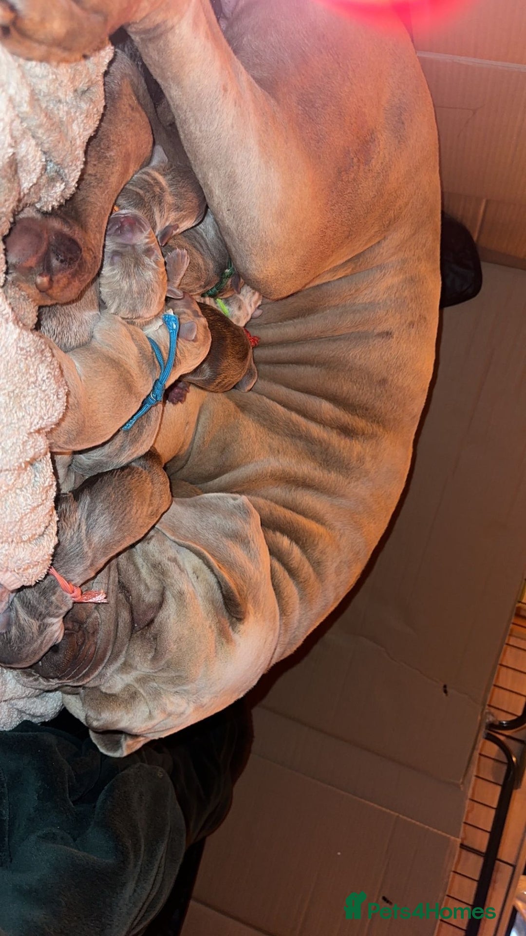 Mixed Breed dogs for sale: Banndogge puppies - Advert 3