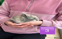 Mini Lop rabbits for sale: Pure Bred Mini Lops - females  - Image 4