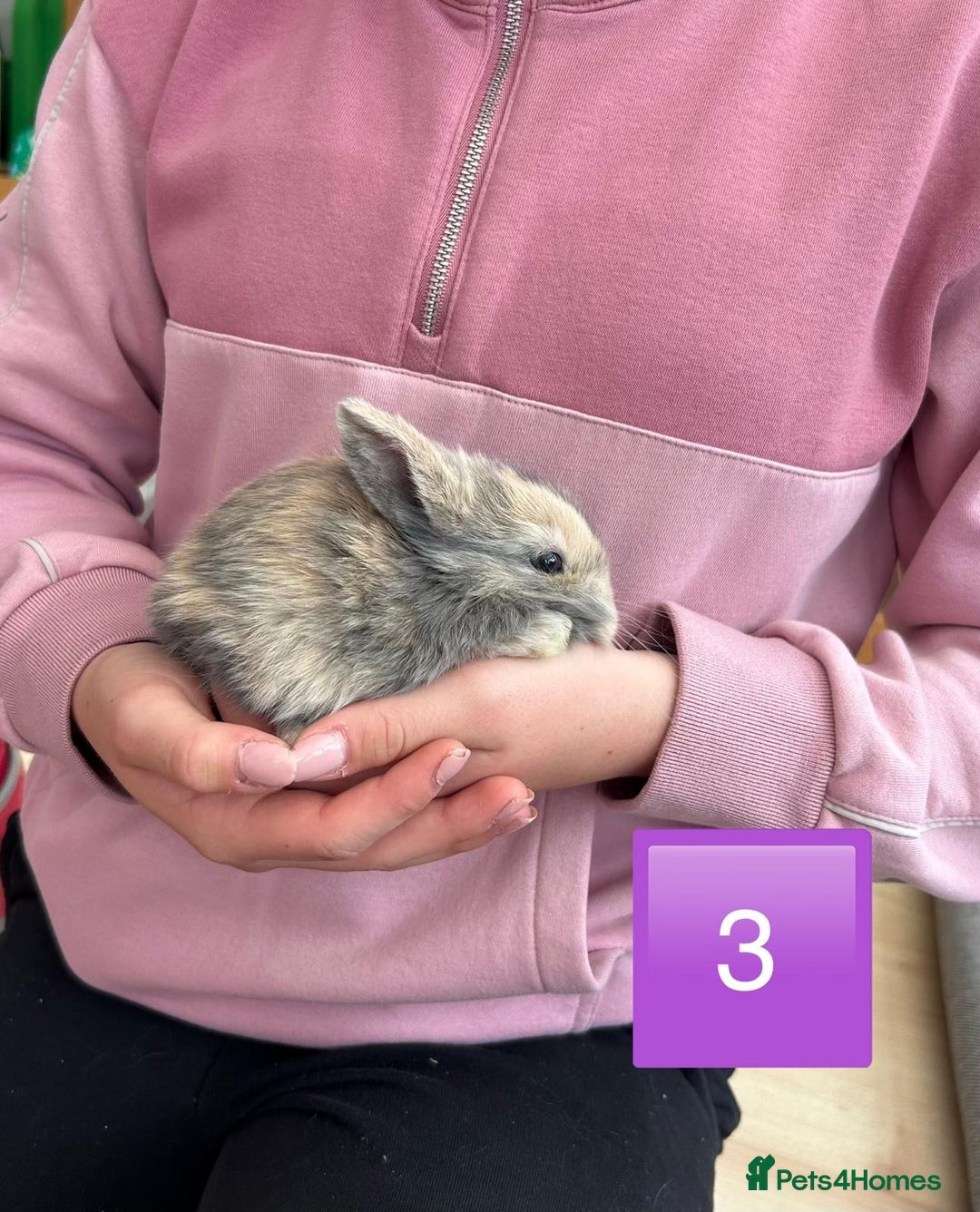 Mini Lop rabbits for sale: Pure Bred Mini Lops - females  - Image 4