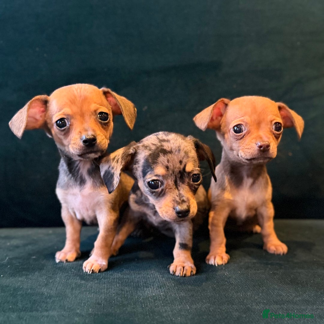 Mixed Breed dogs for sale: Chihuahua cross dachshund puppies  - Advert 15