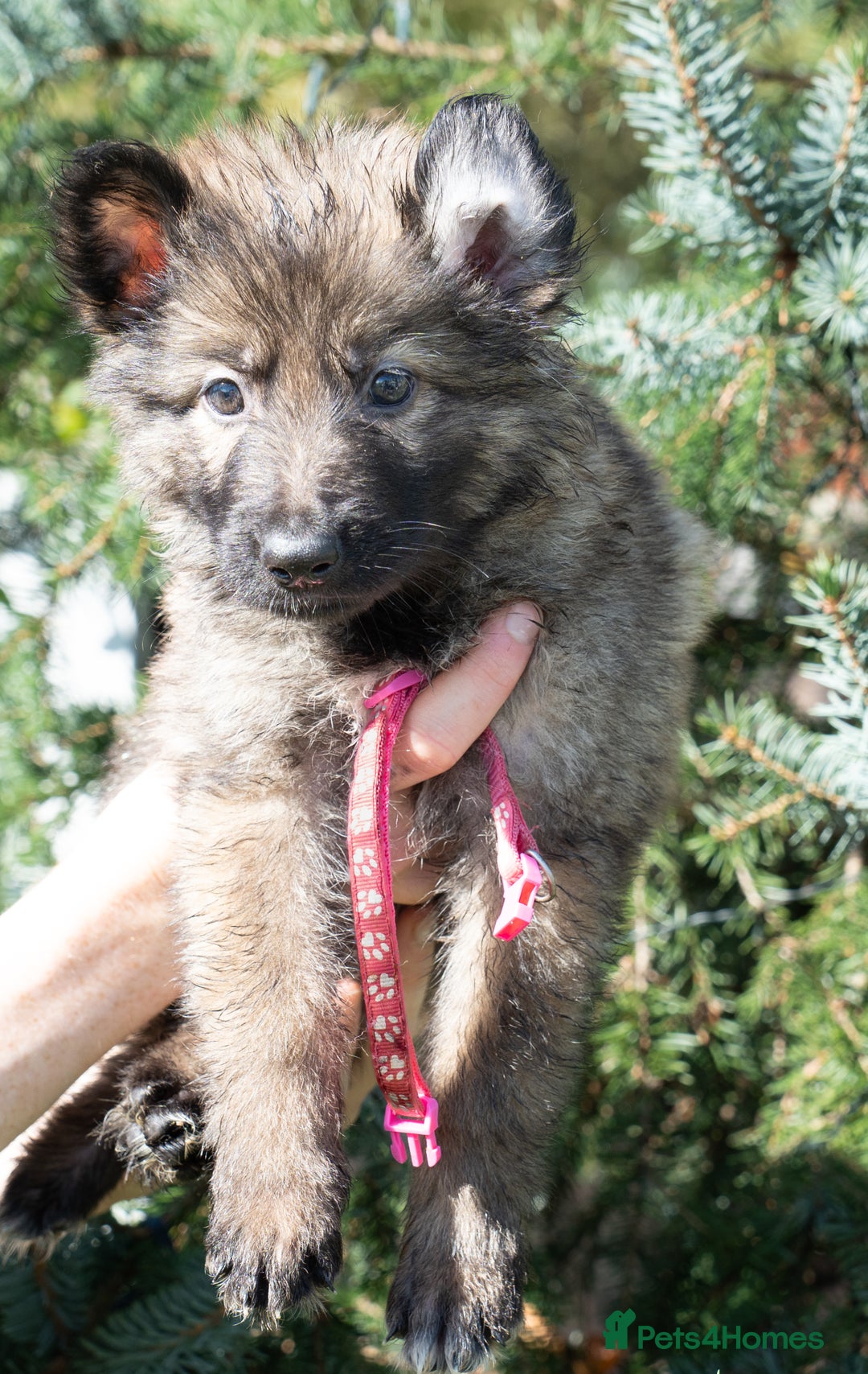 German Shepherd dogs for sale: German Shepherd Puppies - Image 25