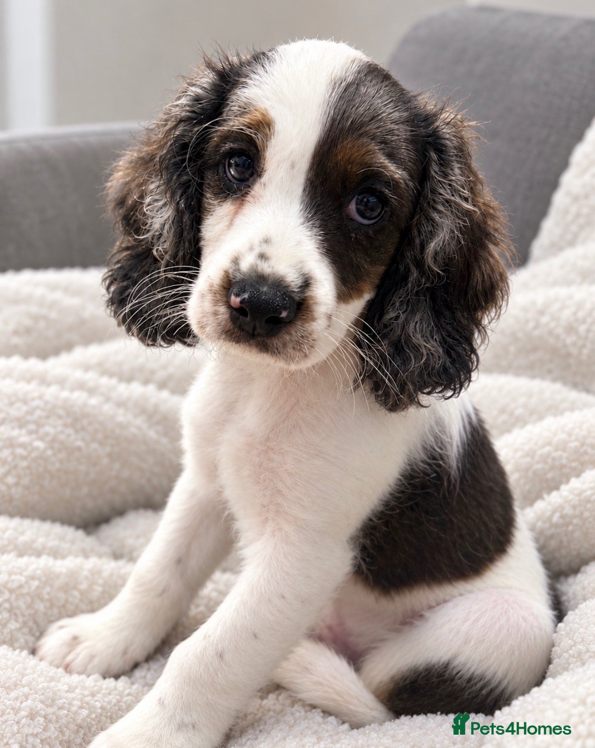 Mixed Breed dogs Cavapoo Puppies - READY - 1 BOY LEFT - Advert 1
