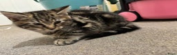 Maine Coon cats for sale: Beautiful, friendly playful Maine Coon cross kits - Advert 6