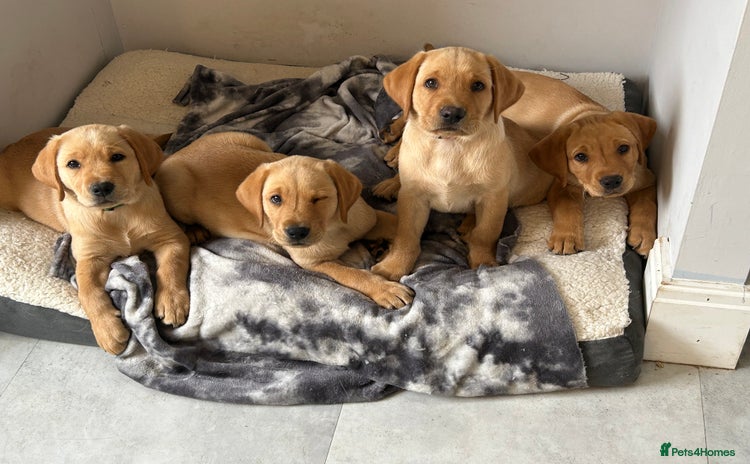 Labrador Retriever dogs - Advert 5