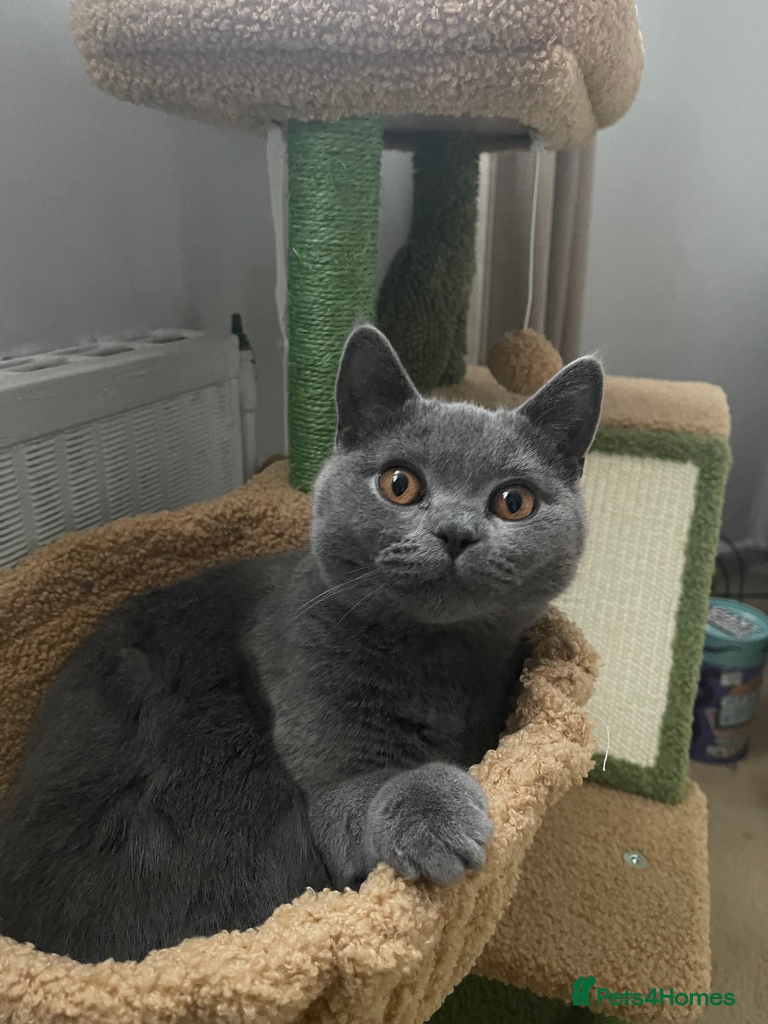 British Shorthair cats for stud: Sukkar  - Advert 1