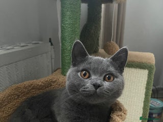 British Shorthair cats Sukkar - Advert 1