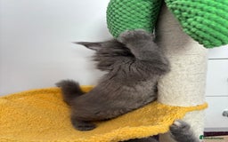 Maine Coon cats for sale: ✨7 Pure Bred Maine Coon Kittens✨ - Image 16