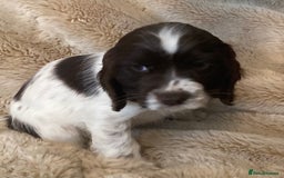 Cocker Spaniel dogs for sale: Adorable show cocker puppies - Image 4