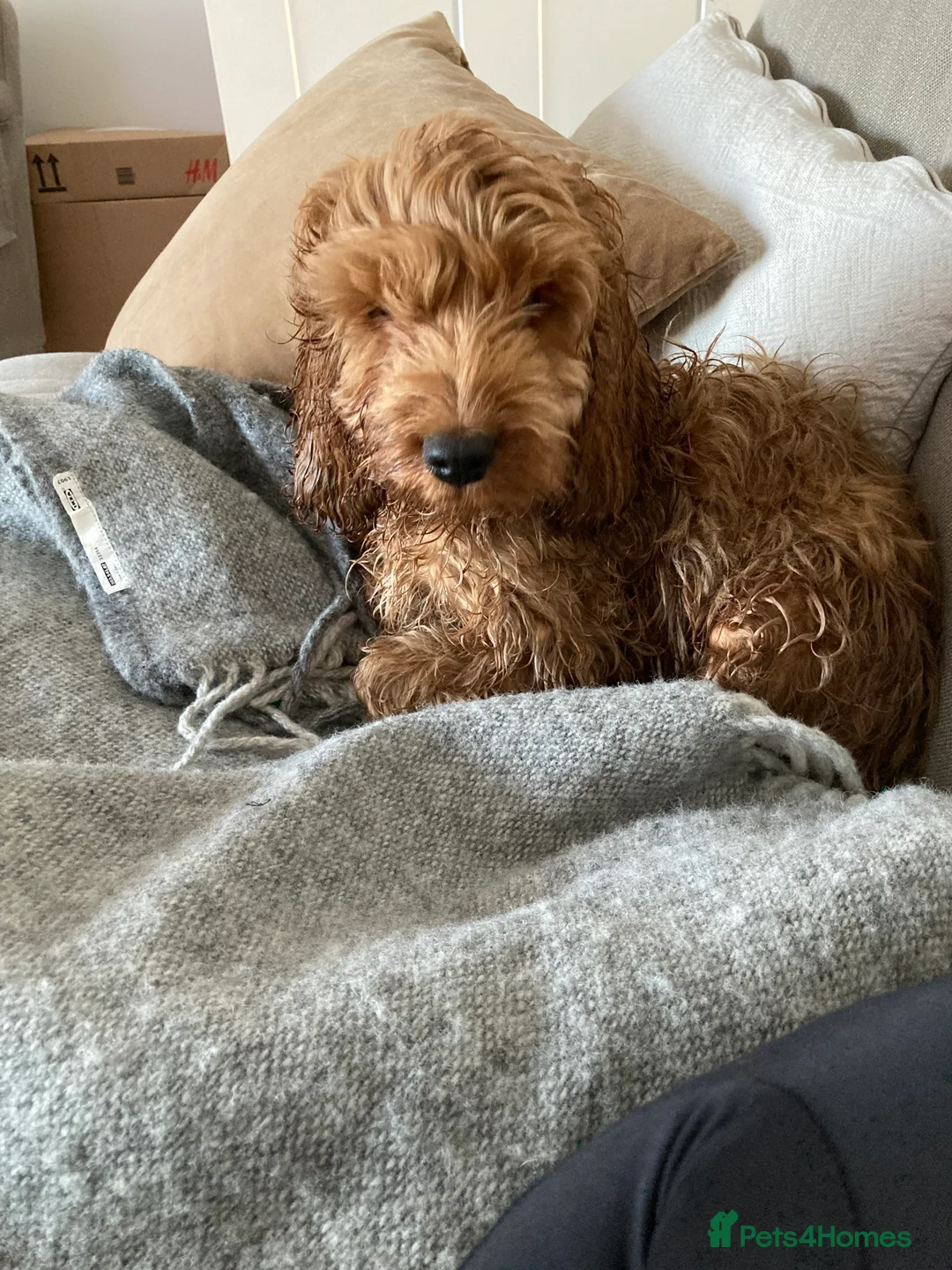 Cockapoo dogs for stud: Proven F1 Cockapoo stud available- health tested - Advert 9