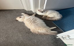 Ragdoll cats for sale: 💔 Rehoming Active Ragdoll Queens TICA Registered - Image 10