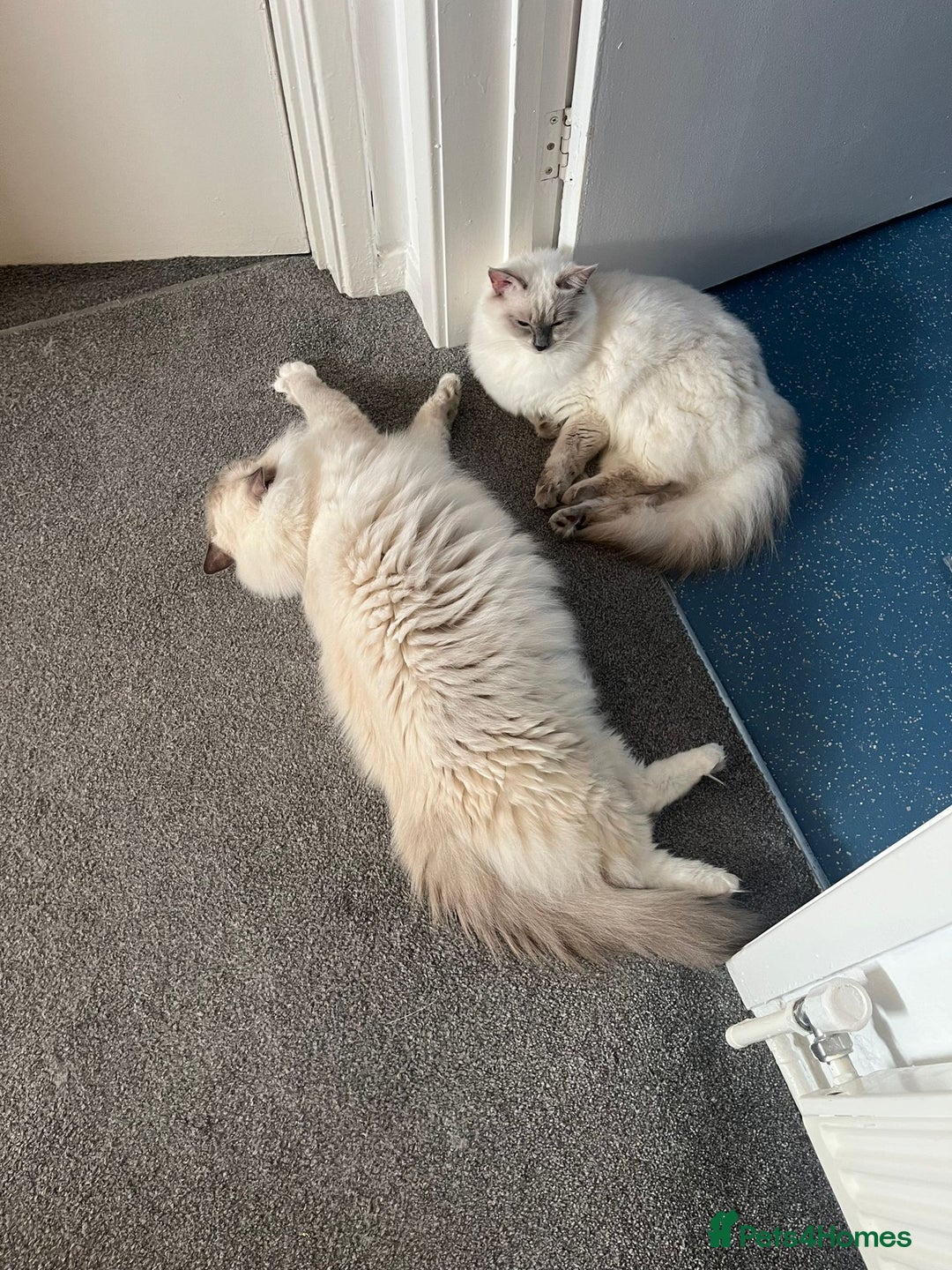 Ragdoll cats for sale: 💔 Rehoming Active Ragdoll Queens TICA Registered - Image 10