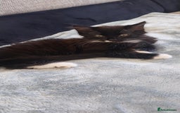 Mixed Breed cats for sale: Black and white adorable and very friendly kitten  in Newton Abbot - Image 13