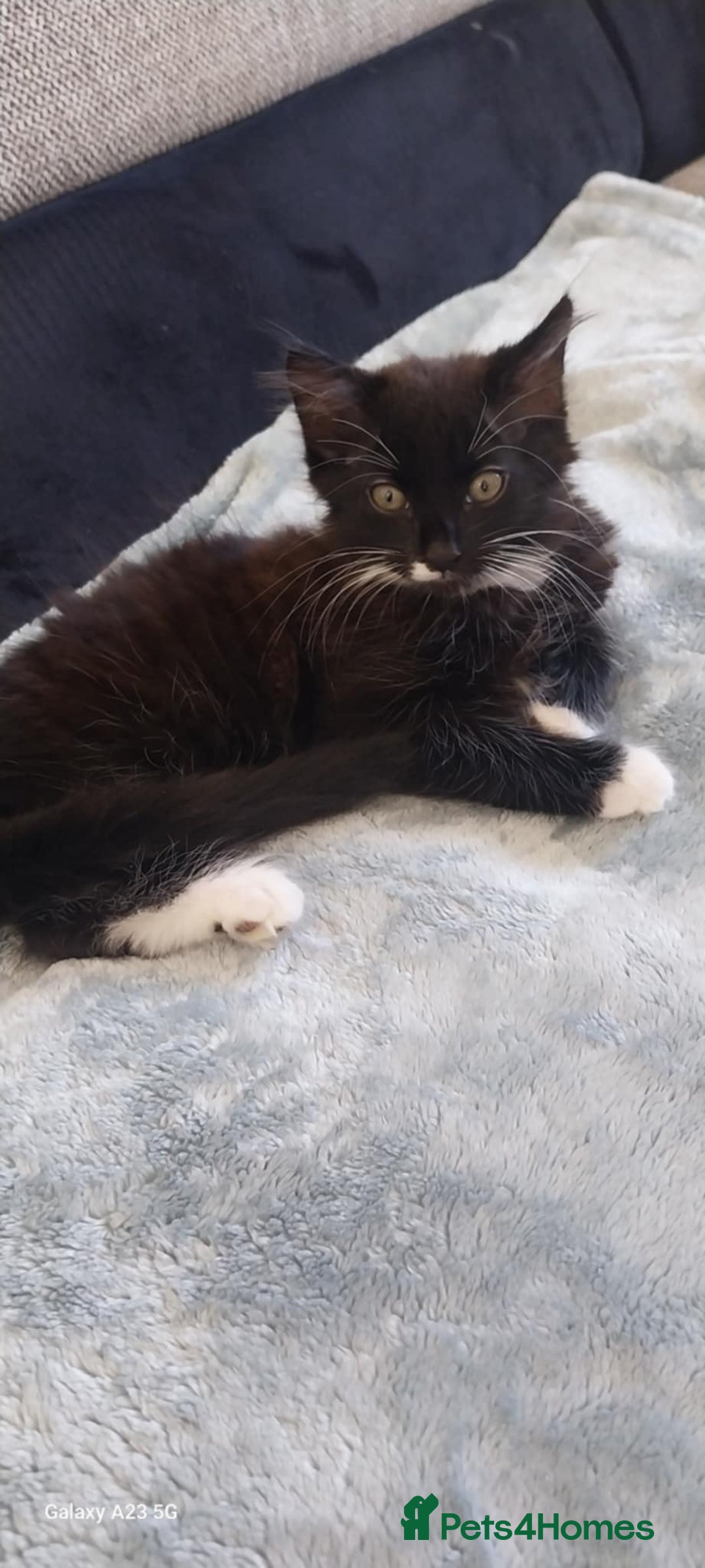 Mixed Breed cats for sale: Black and white adorable and very friendly kitten  in Newton Abbot - Image 13